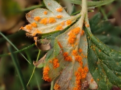 Phragmidium potentillae