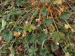 Phragmidium potentillae