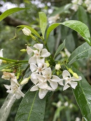 Tabernaemontana catharinensis