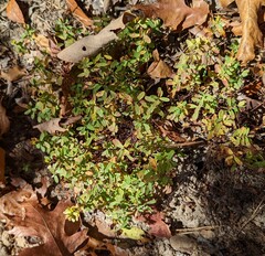 Hypericum hypericoides