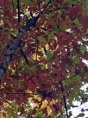 Quercus alba