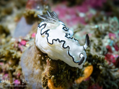 Doriprismatica atromarginata