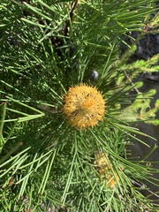 Isopogon anethifolius
