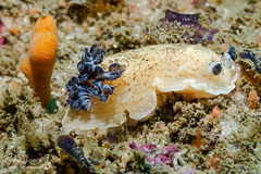 Aphelodoris varia