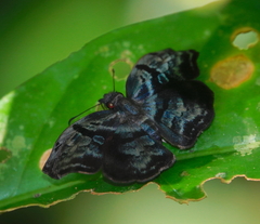 Helias phalaenoides