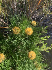 Isopogon anethifolius