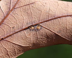 Neuroterus quercusverrucarum