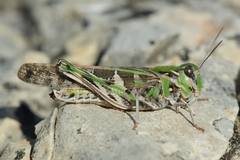 Oedaleus decorus