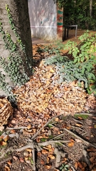 Magnoliopsida