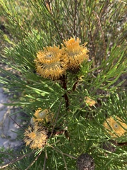 Isopogon anethifolius