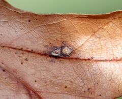 Neuroterus quercusverrucarum