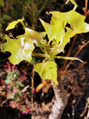 Pittocaulon praecox