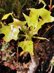 Pittocaulon praecox