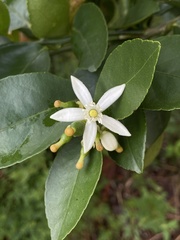 Rutaceae
