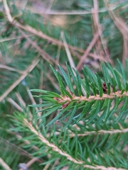 Picea abies