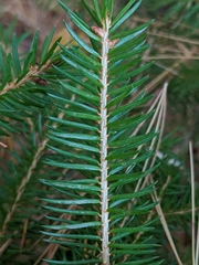 Picea abies