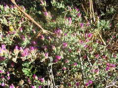 Drosanthemum hispifolium
