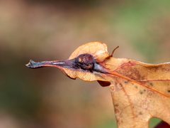 Andricus quercuspetiolicola