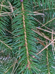 Picea abies