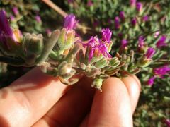 Drosanthemum hispifolium