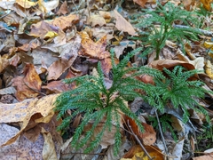 Dendrolycopodium