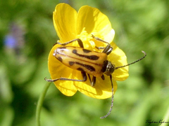 Brachyta interrogationis