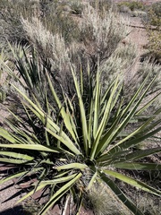 Yucca baccata