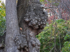 Agrobacterium radiobacter