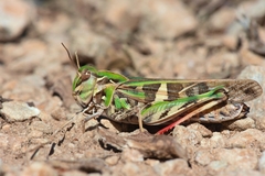 Oedaleus decorus