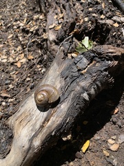 Macrocyclis peruvianus