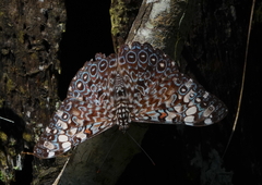 Hamadryas feronia feronia