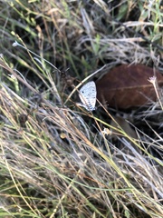 Leptotes pirithous