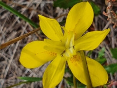 Moraea ramosissima