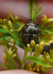 Orsilochides guttata