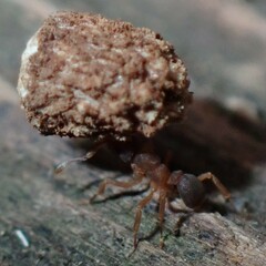Cyphomyrmex minutus