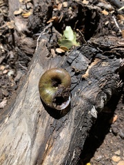 Macrocyclis peruvianus