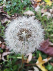 Taraxacum erythrospermum
