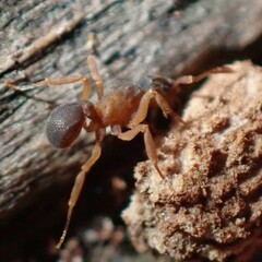 Cyphomyrmex minutus