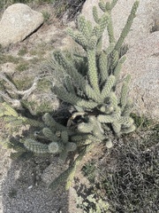 Cylindropuntia ganderi