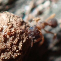 Cyphomyrmex minutus