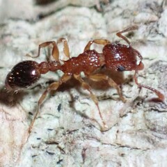 Tetramorium bicarinatum