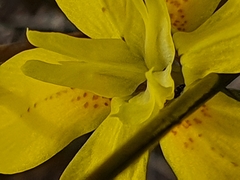 Moraea ramosissima