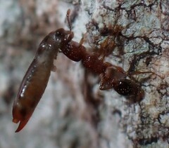 Tetramorium bicarinatum