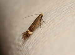 Aproaerema simplexella