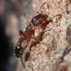 Tetramorium bicarinatum