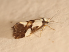 Philenora elegans