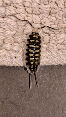 Porcellio haasi