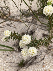Lachnaea
