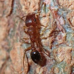 Tetramorium bicarinatum