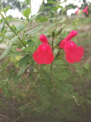 Salvia microphylla